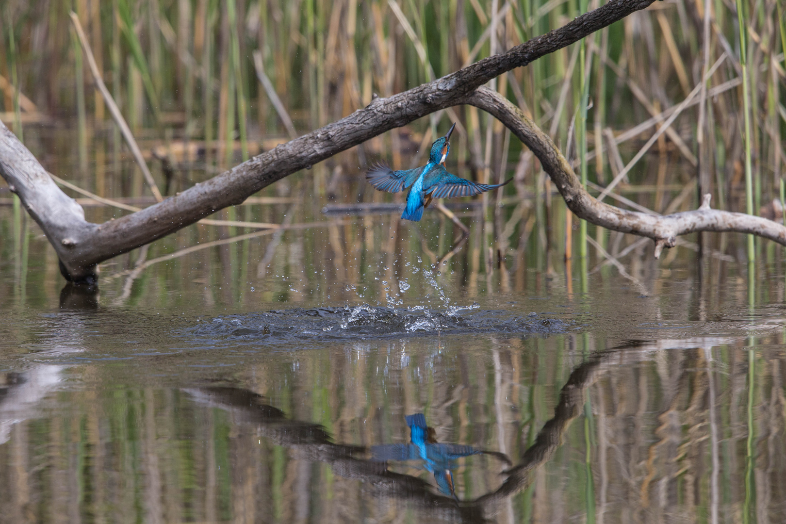  Eisvogel