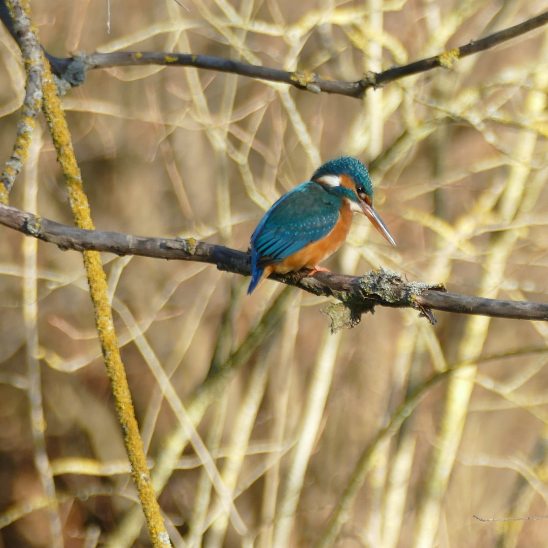 Eisvogel 3.