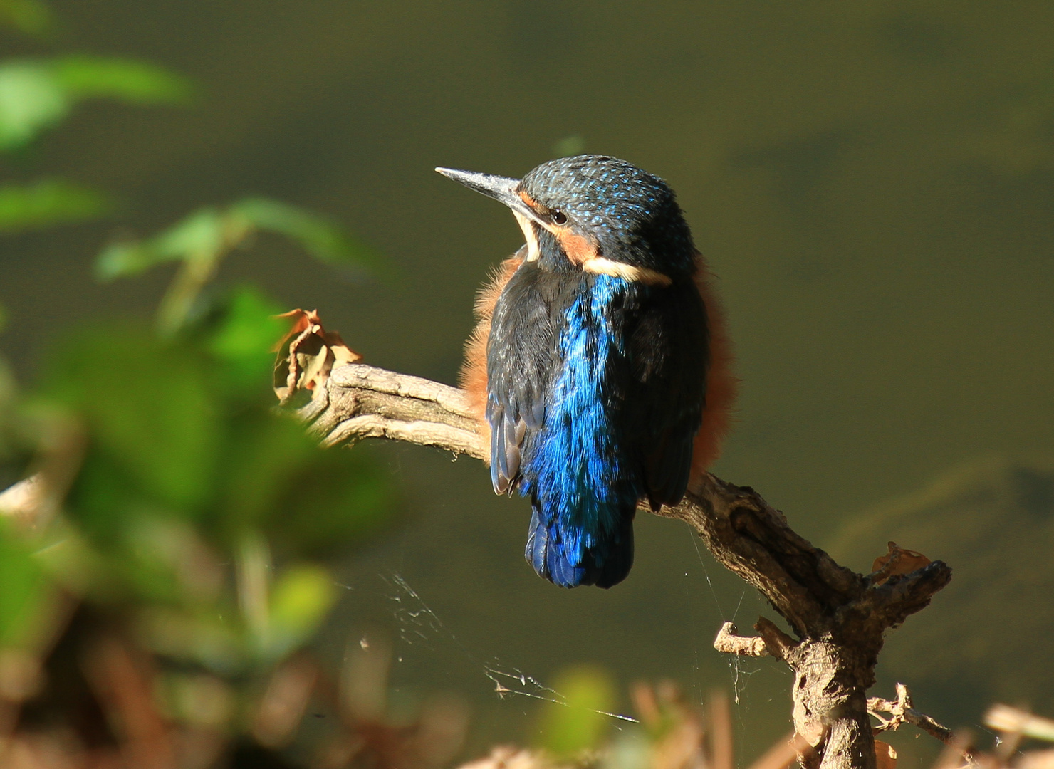 Eisvogel 3