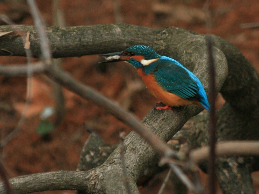 Eisvogel (3)