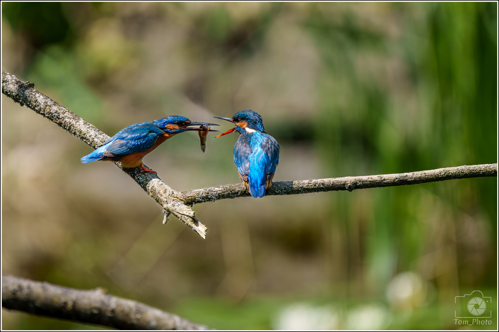 Eisvogel 3