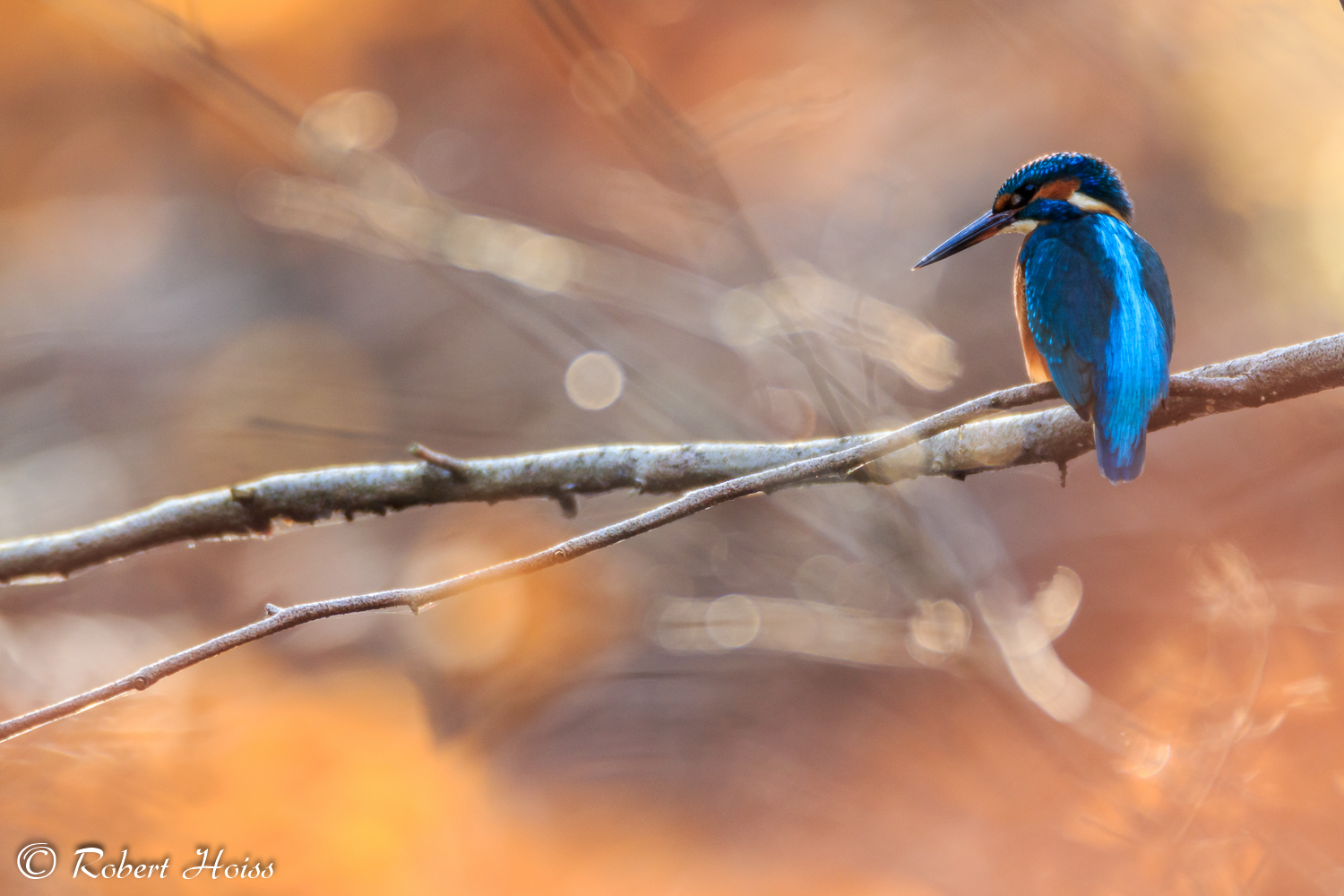 Eisvogel 3