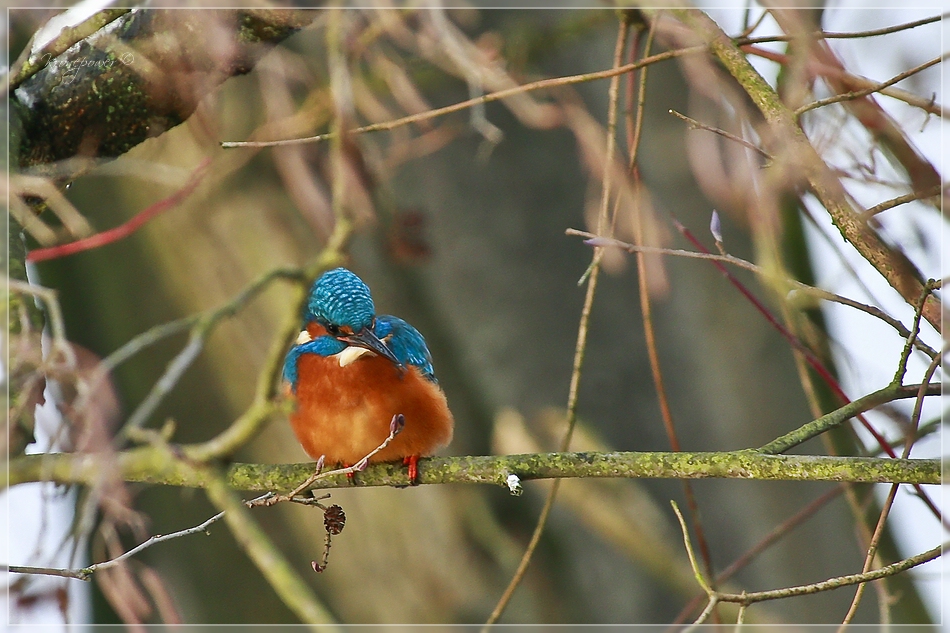 Eisvogel 3