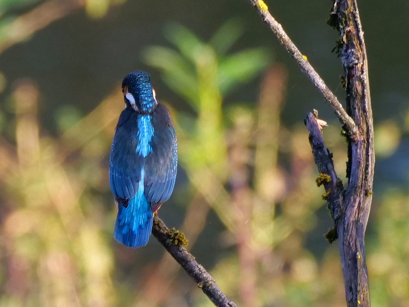 Eisvogel 3 (Alcedo Atthis)