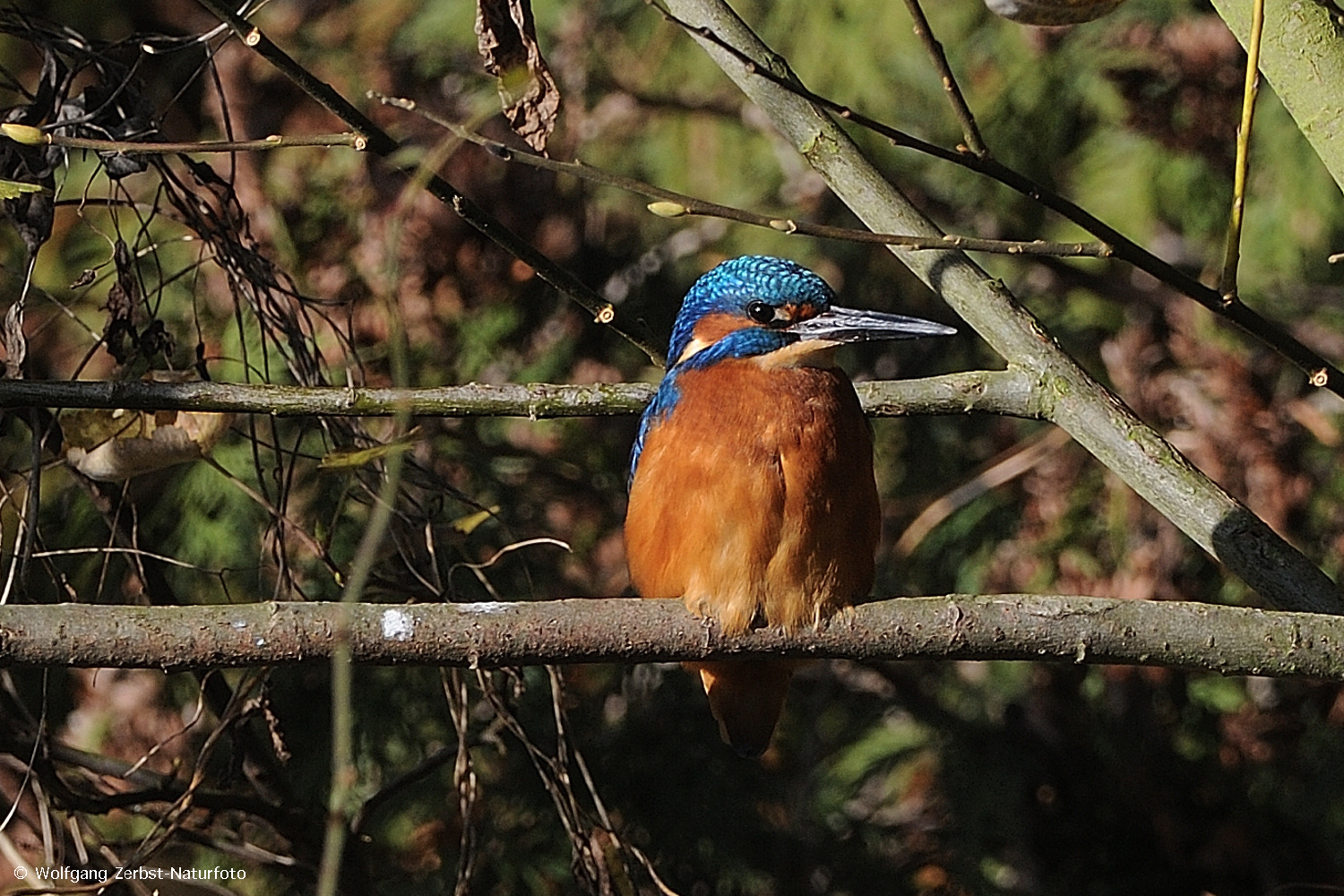 --- Eisvogel 3 --- ( Alcedo atthis )