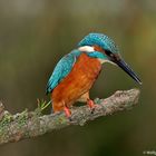 --- Eisvogel 3 ---       Alcedo atthis )