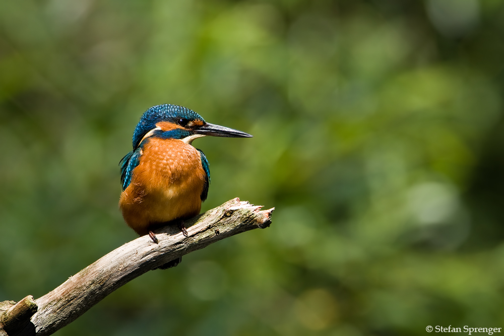 ~ Eisvogel ~ (3)