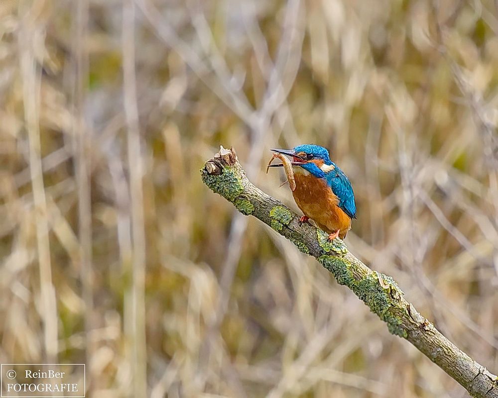 Eisvogel 3