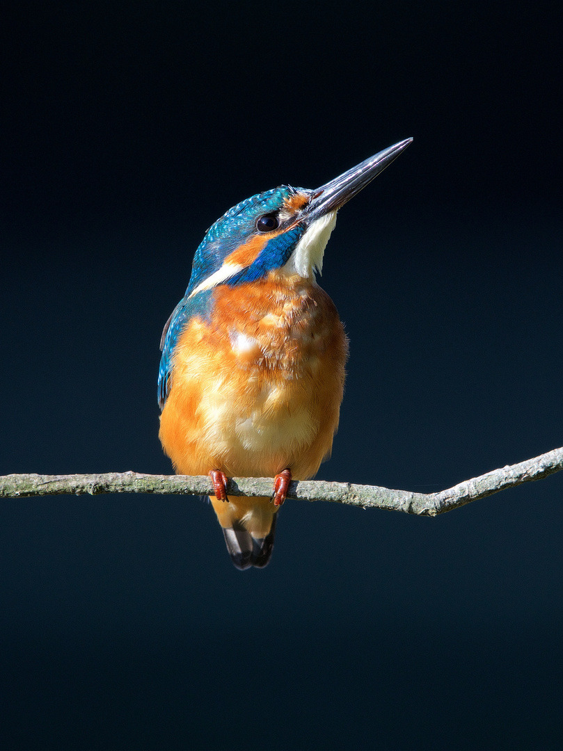 Eisvogel