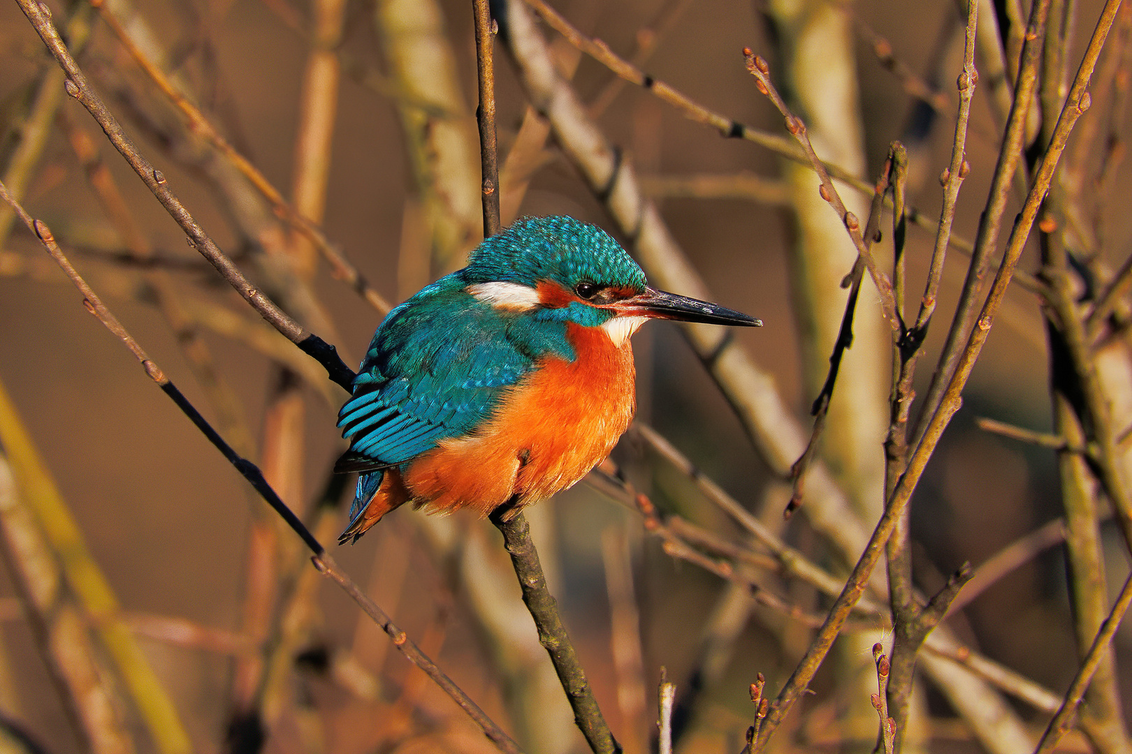 Eisvogel