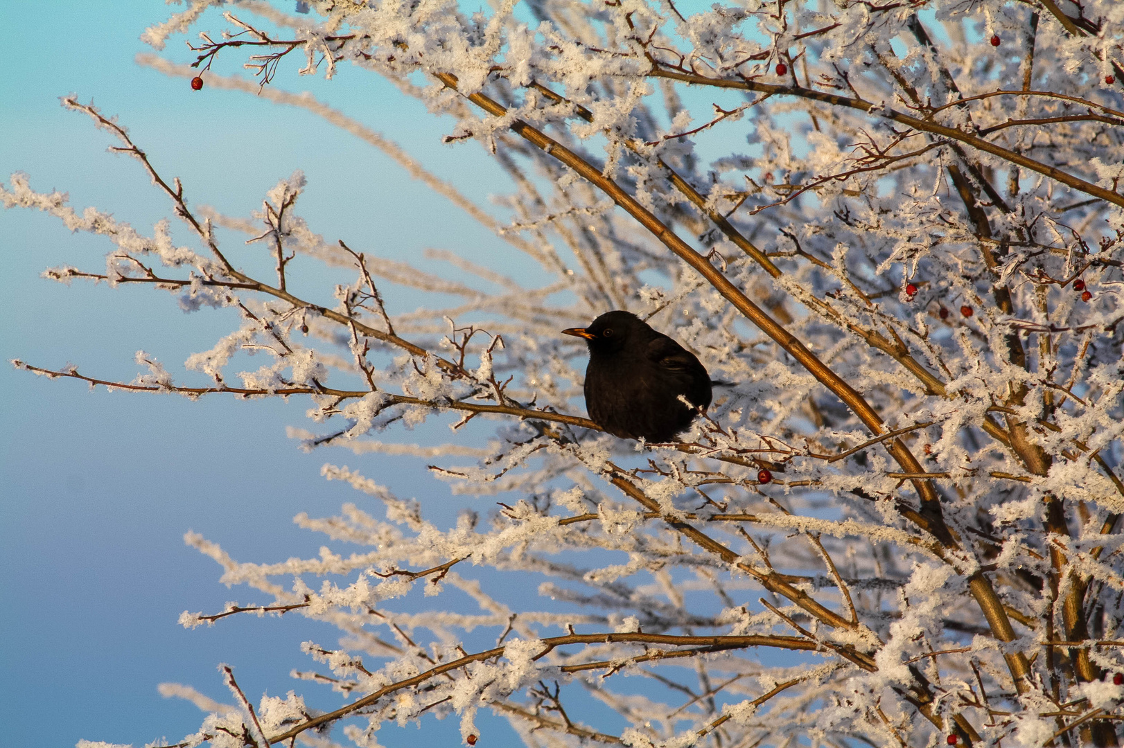 Eisvogel