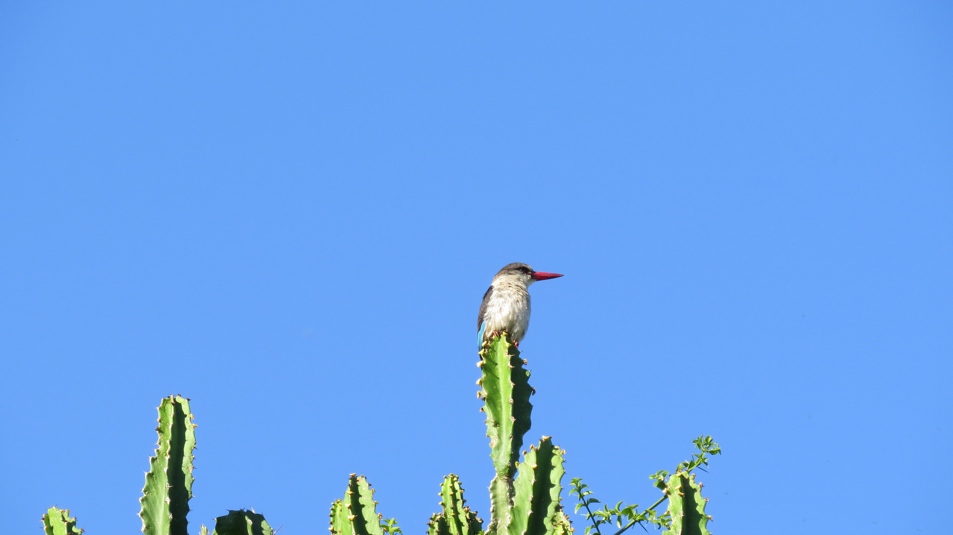 Eisvogel