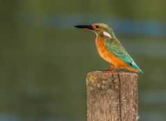 EISVOGEL