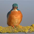 Eisvogel