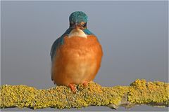 Eisvogel