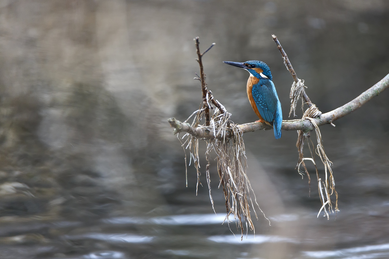 Eisvogel