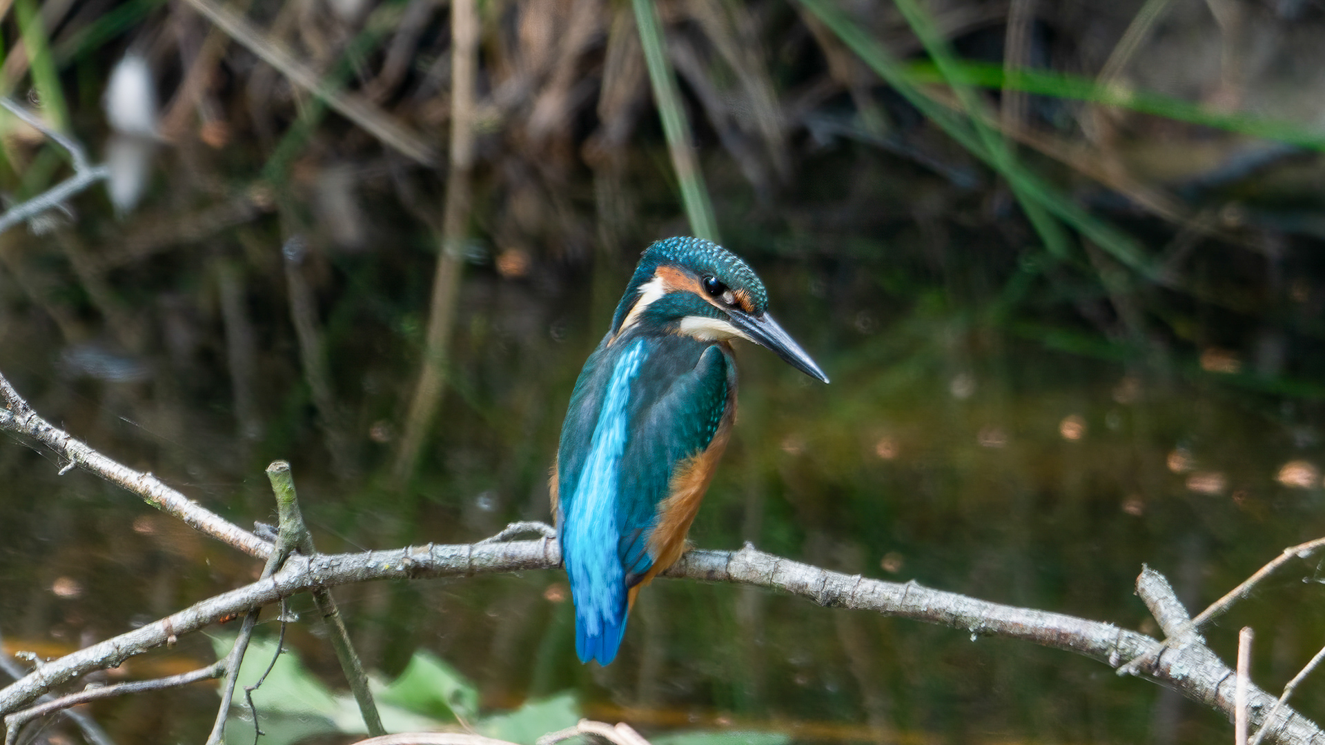 Eisvogel