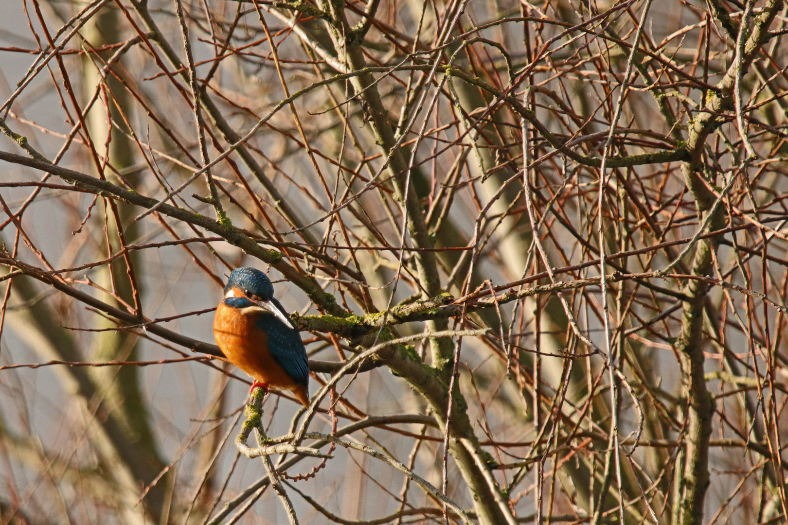 Eisvogel