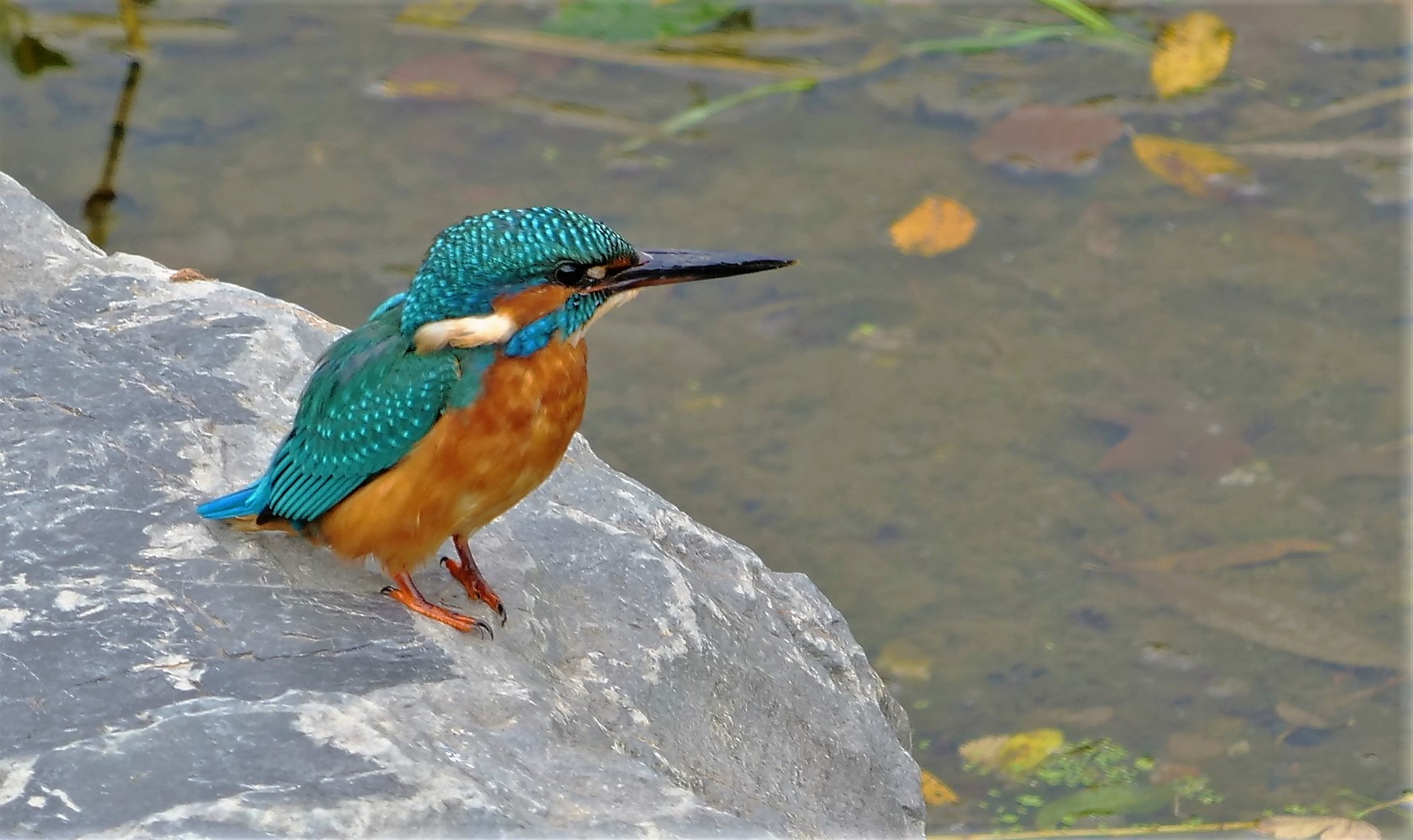 Eisvogel