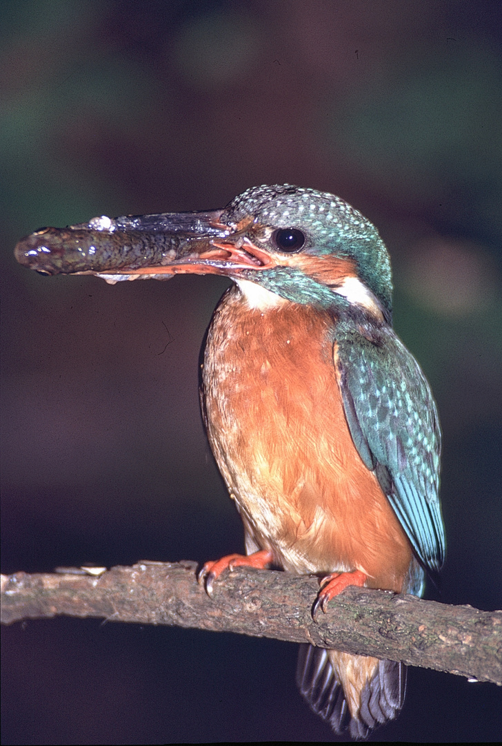 Eisvogel