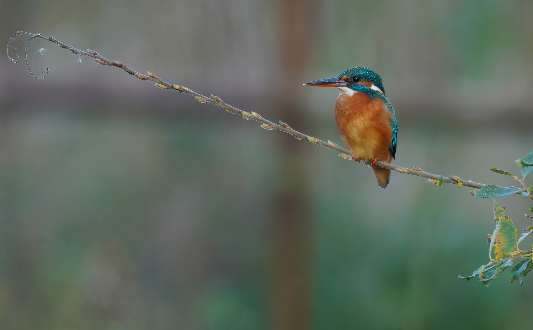 Eisvogel