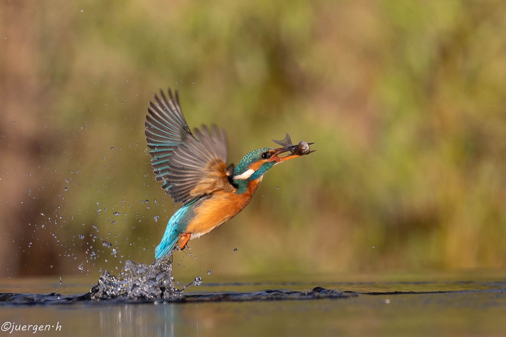 Eisvogel..