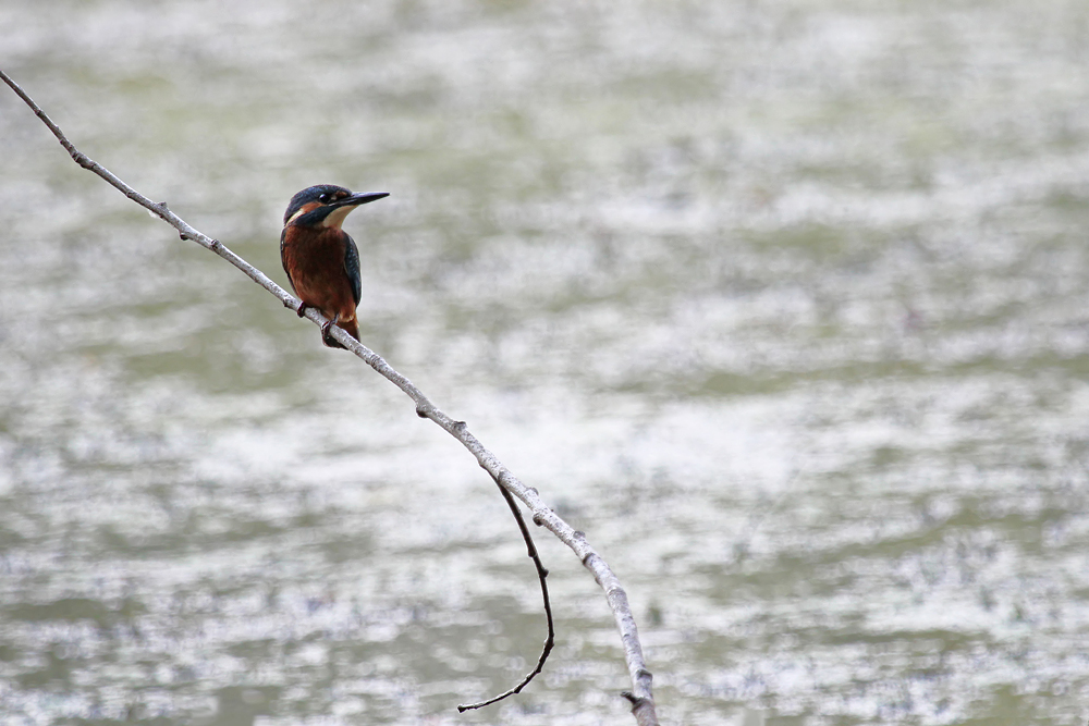 ~ Eisvogel ~