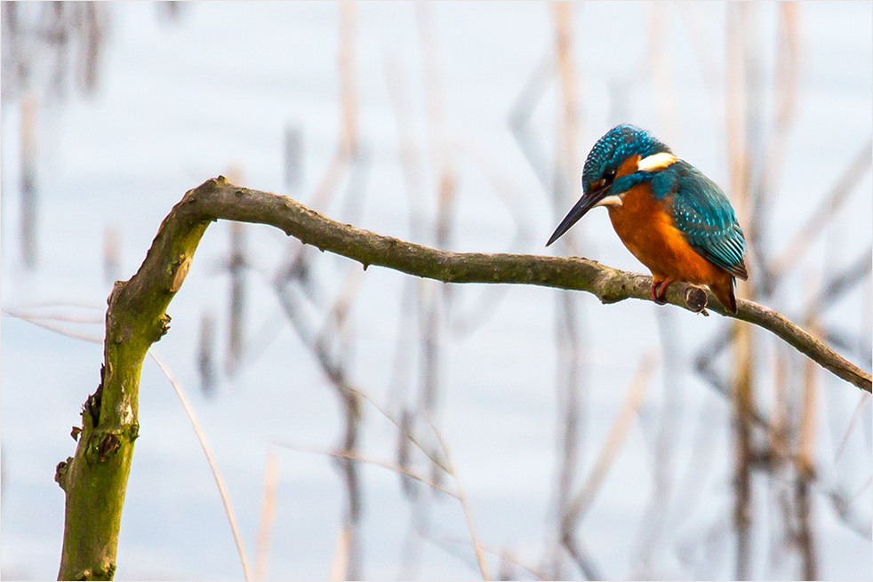 Eisvogel