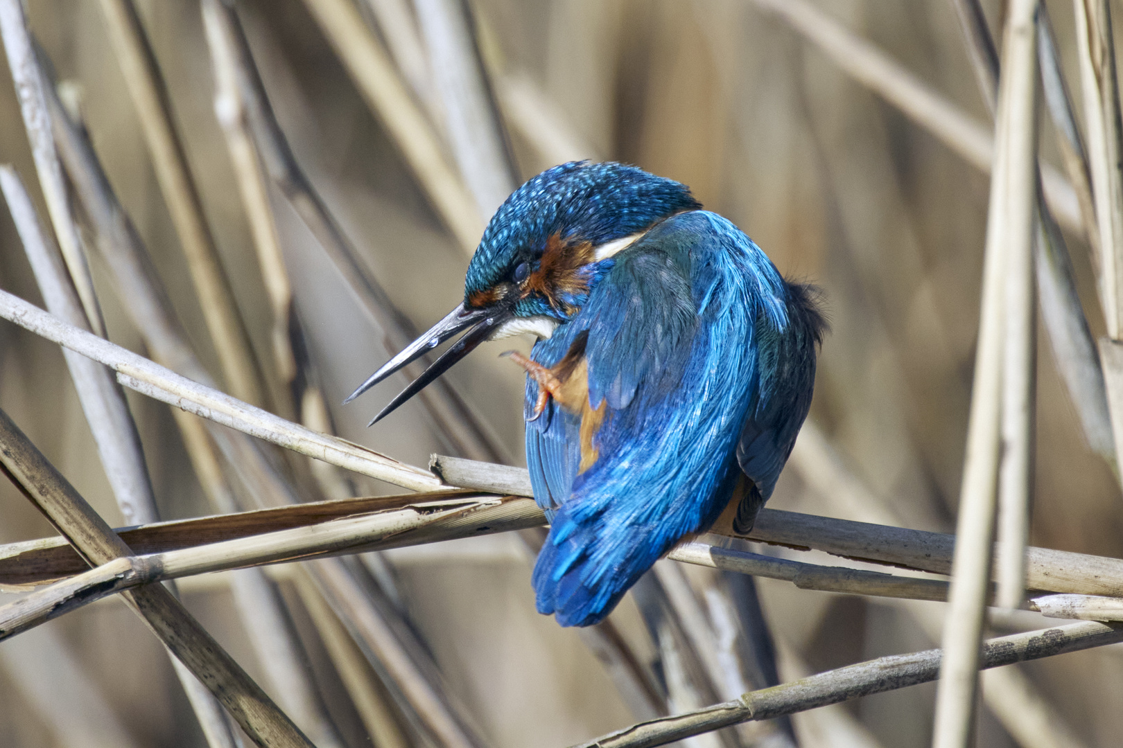 Eisvogel