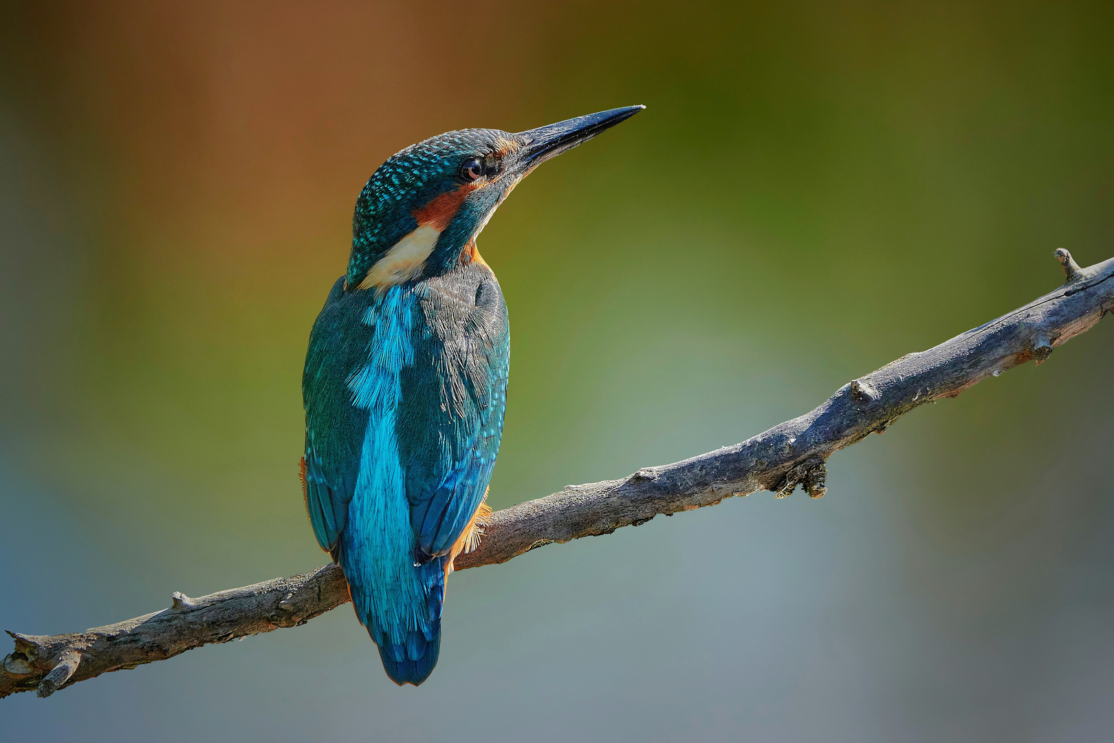 Eisvogel