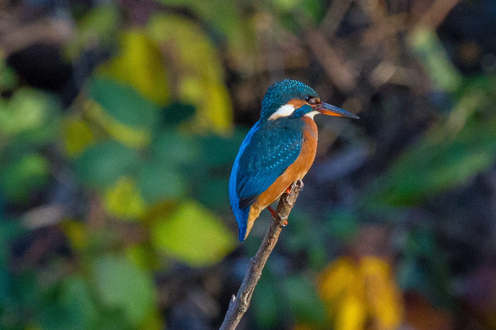 Eisvogel