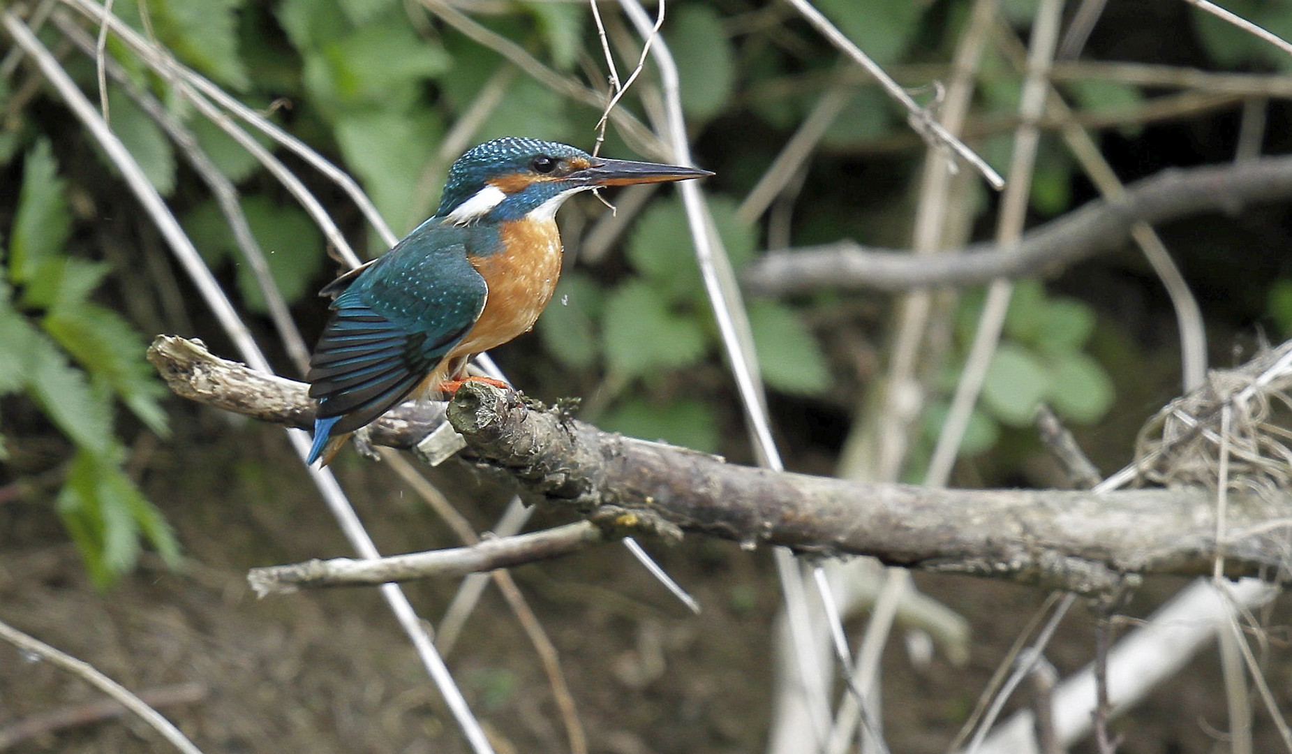  Eisvogel