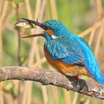 Eisvogel 3/5 - Jetzt noch den Fisch drehen