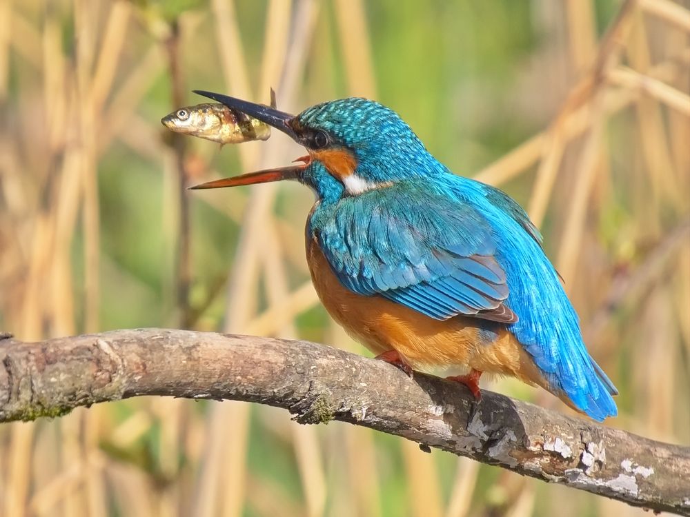 Eisvogel 3/5 - Jetzt noch den Fisch drehen