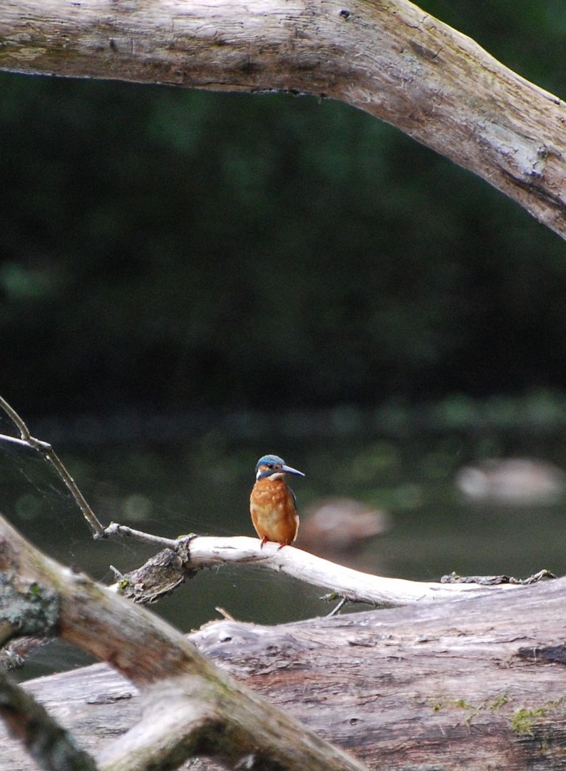 Eisvogel