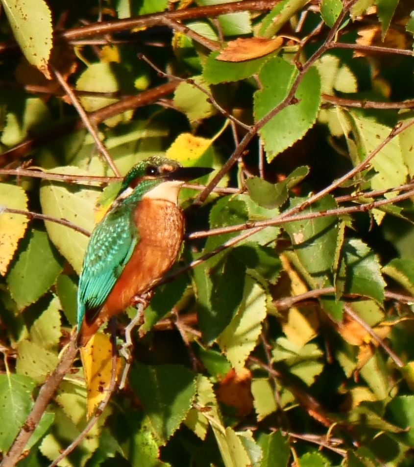 Eisvogel 