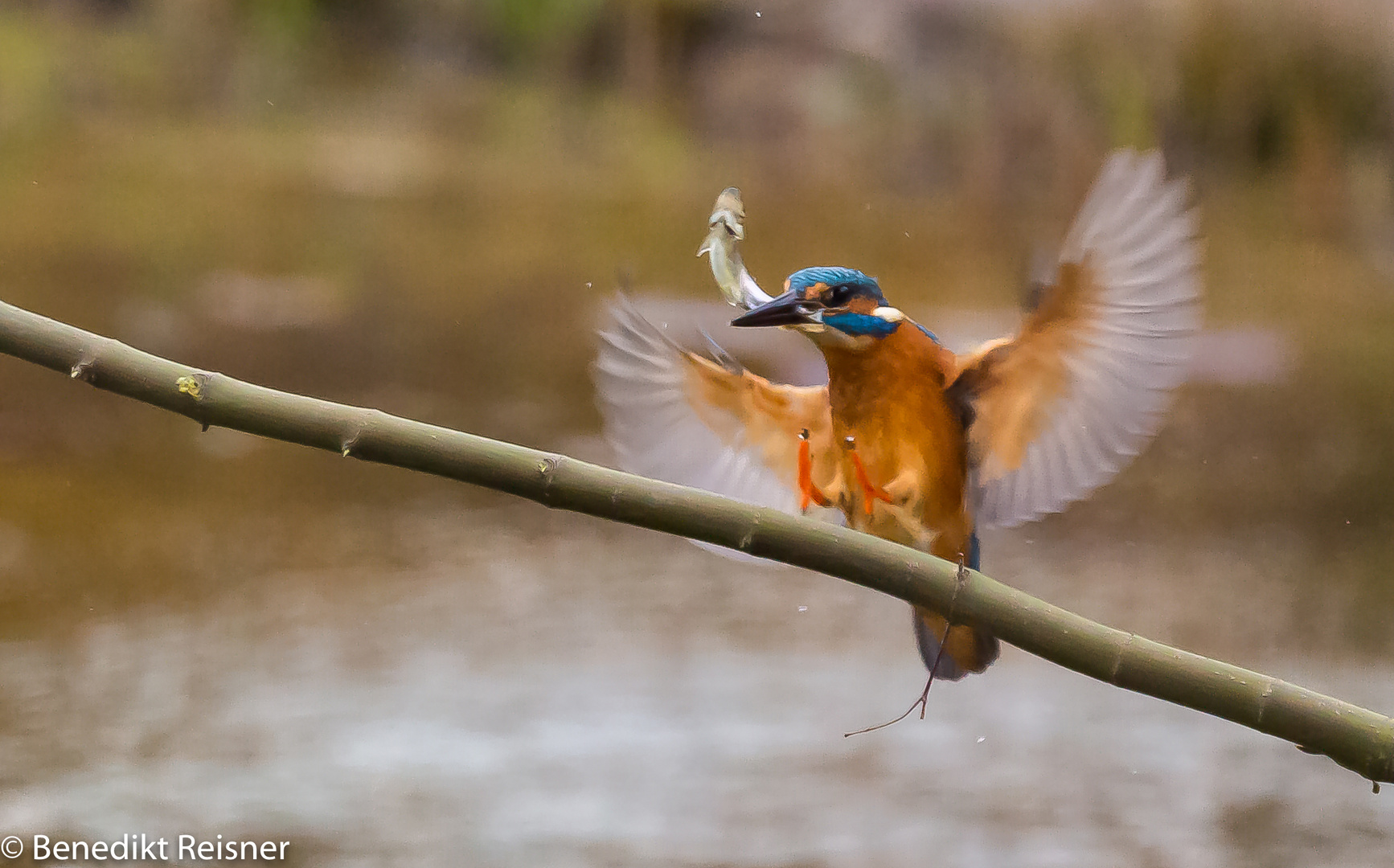 Eisvogel