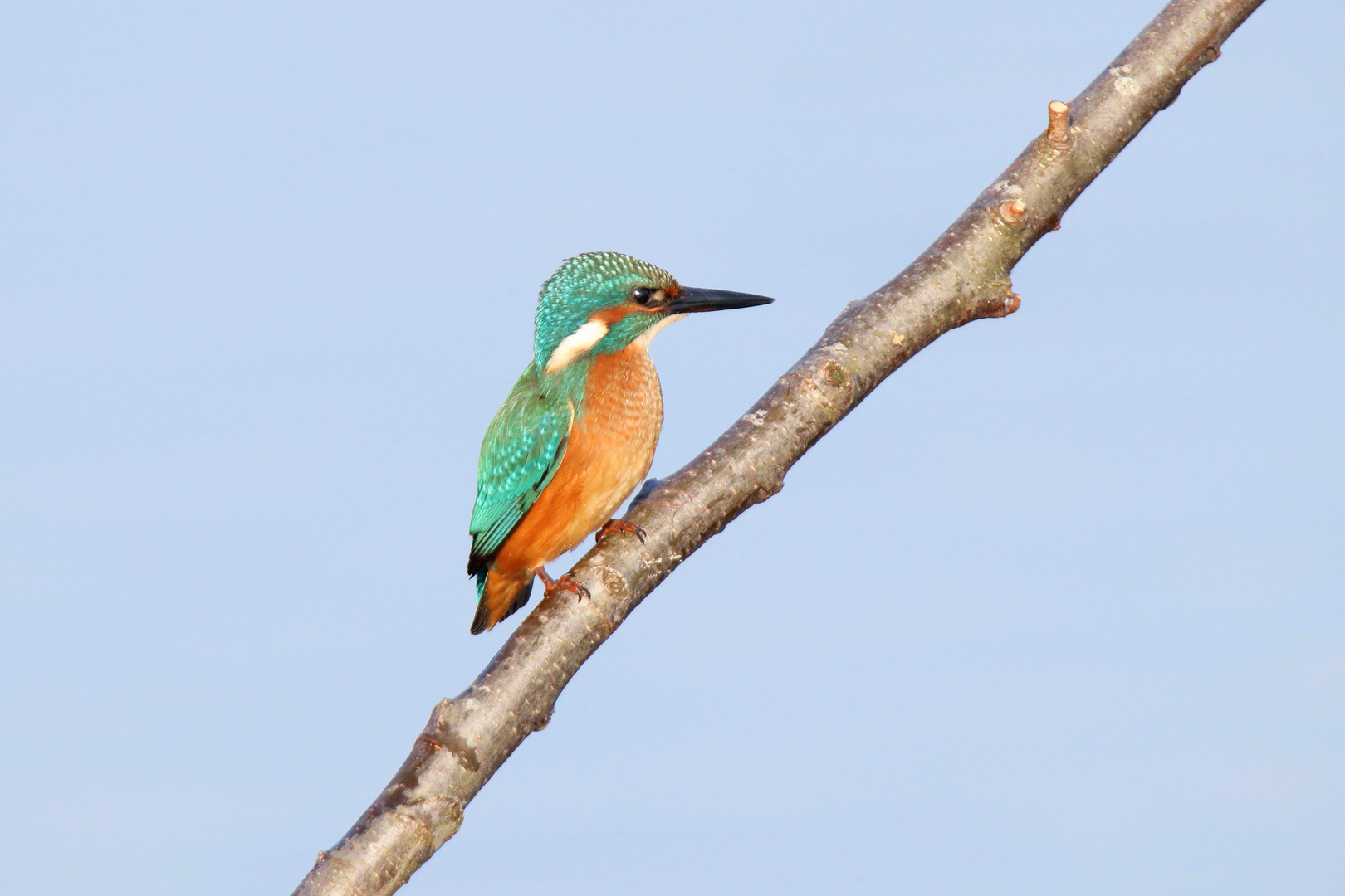 Eisvogel