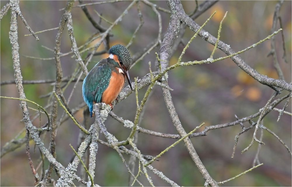 Eisvogel