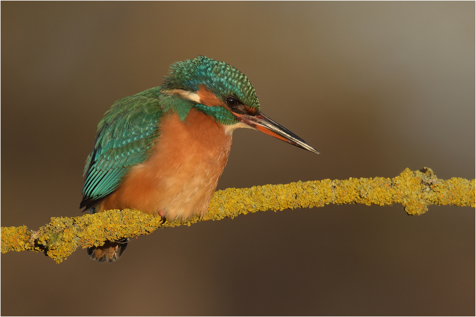 Eisvogel