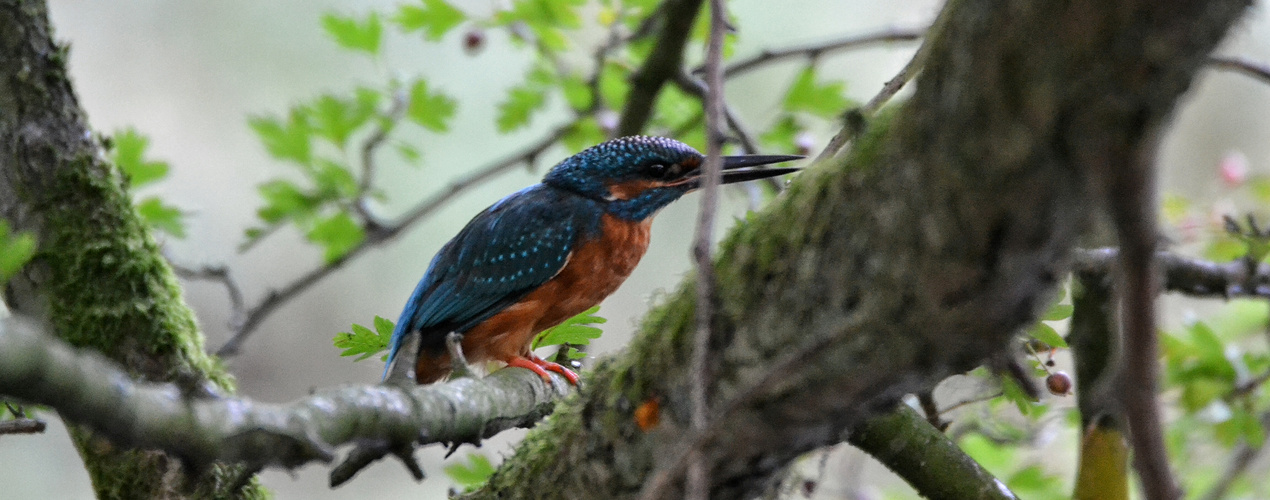 Eisvogel