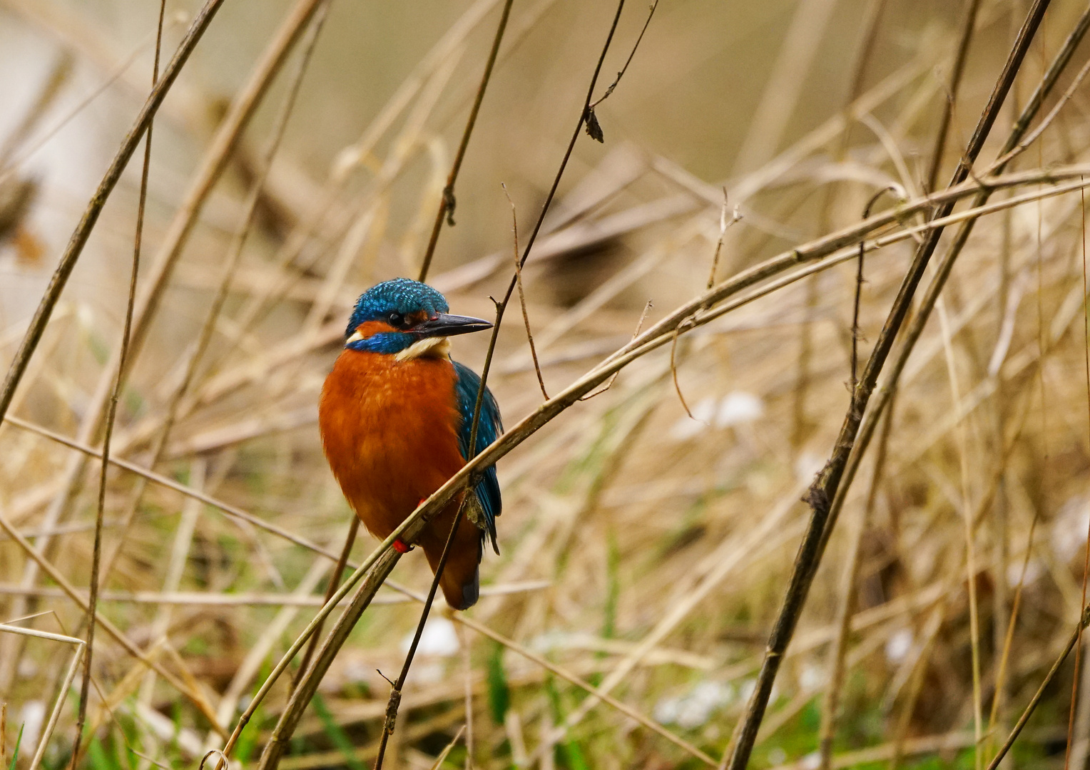 Eisvogel