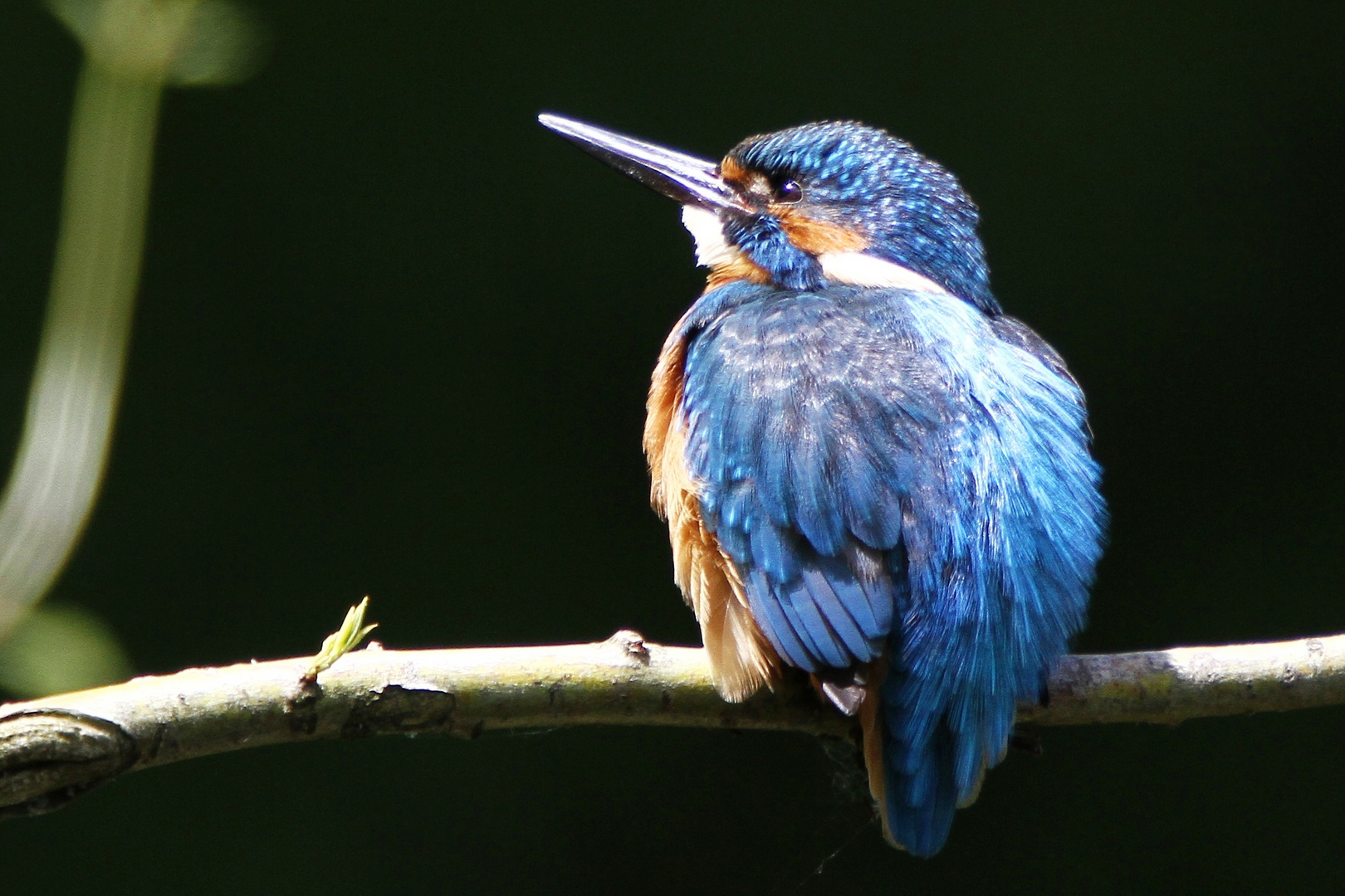 Eisvogel