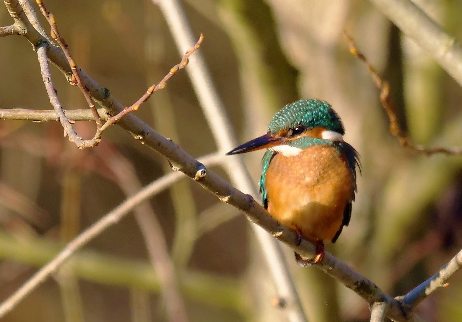 Eisvogel