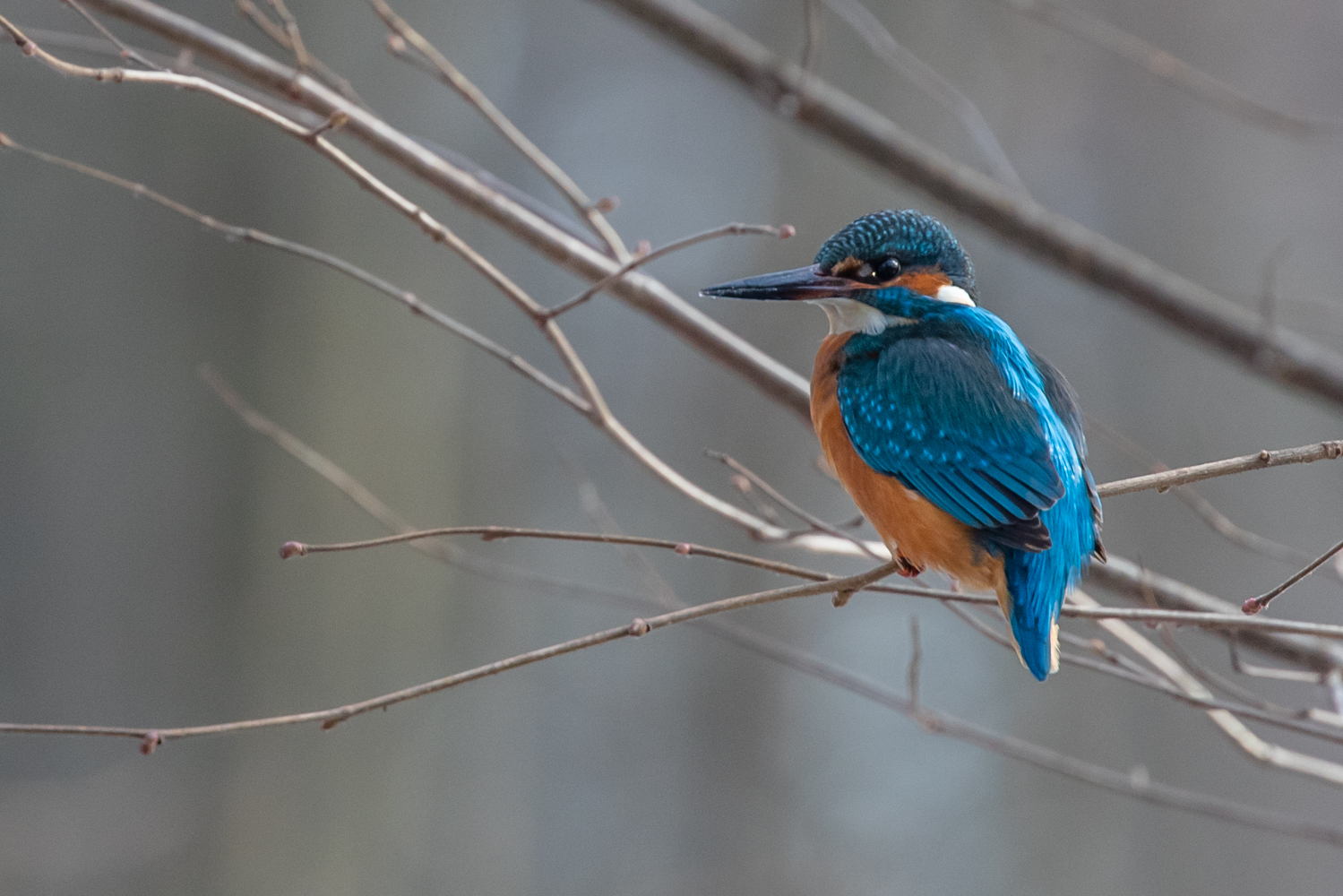 Eisvogel