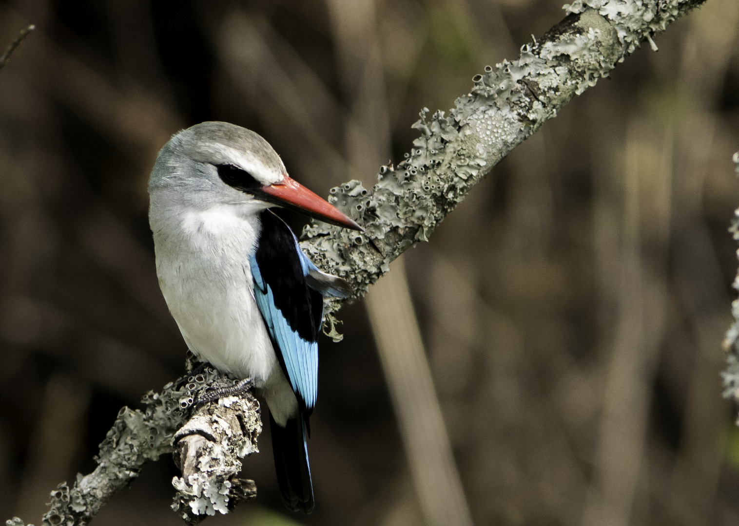 Eisvogel