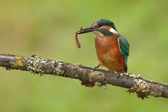 Eisvogel