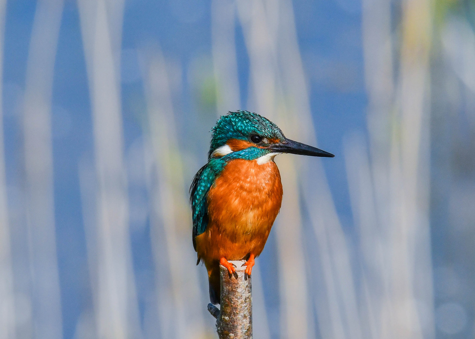 Eisvogel