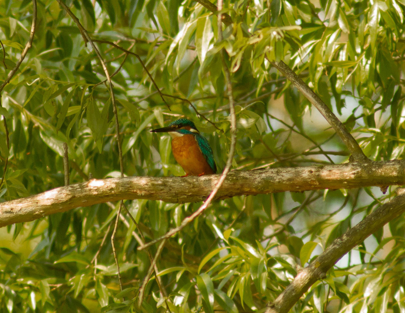 Eisvogel