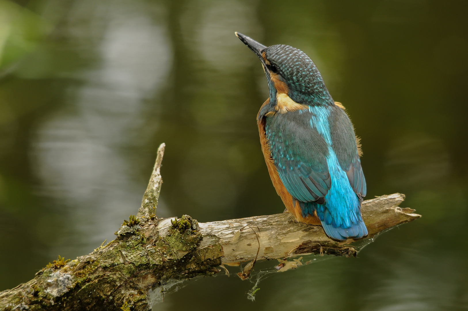 Eisvogel